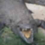 Crocodile Park -with Private Transfers
